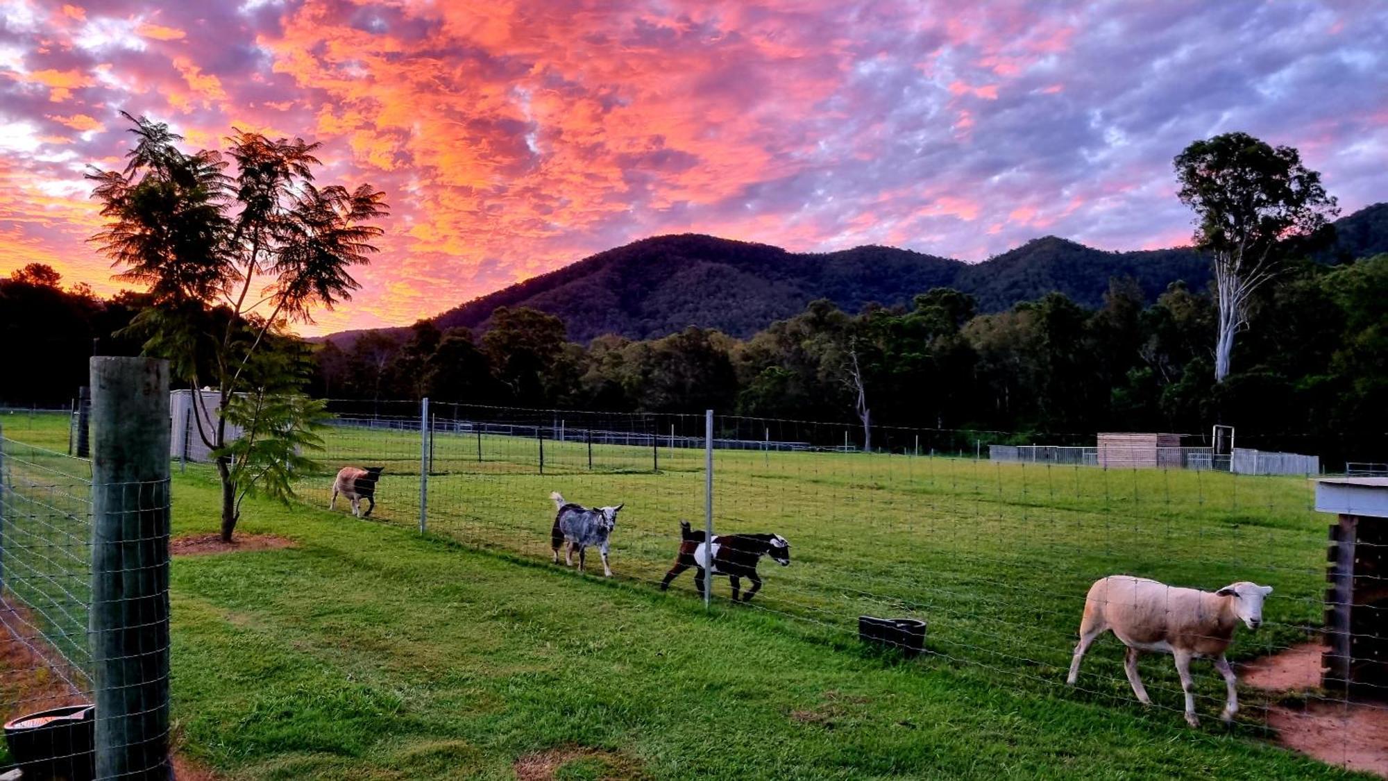 Farm stay Fig Tree Farm Highvale-farmstay Near Brisbane! Highvale