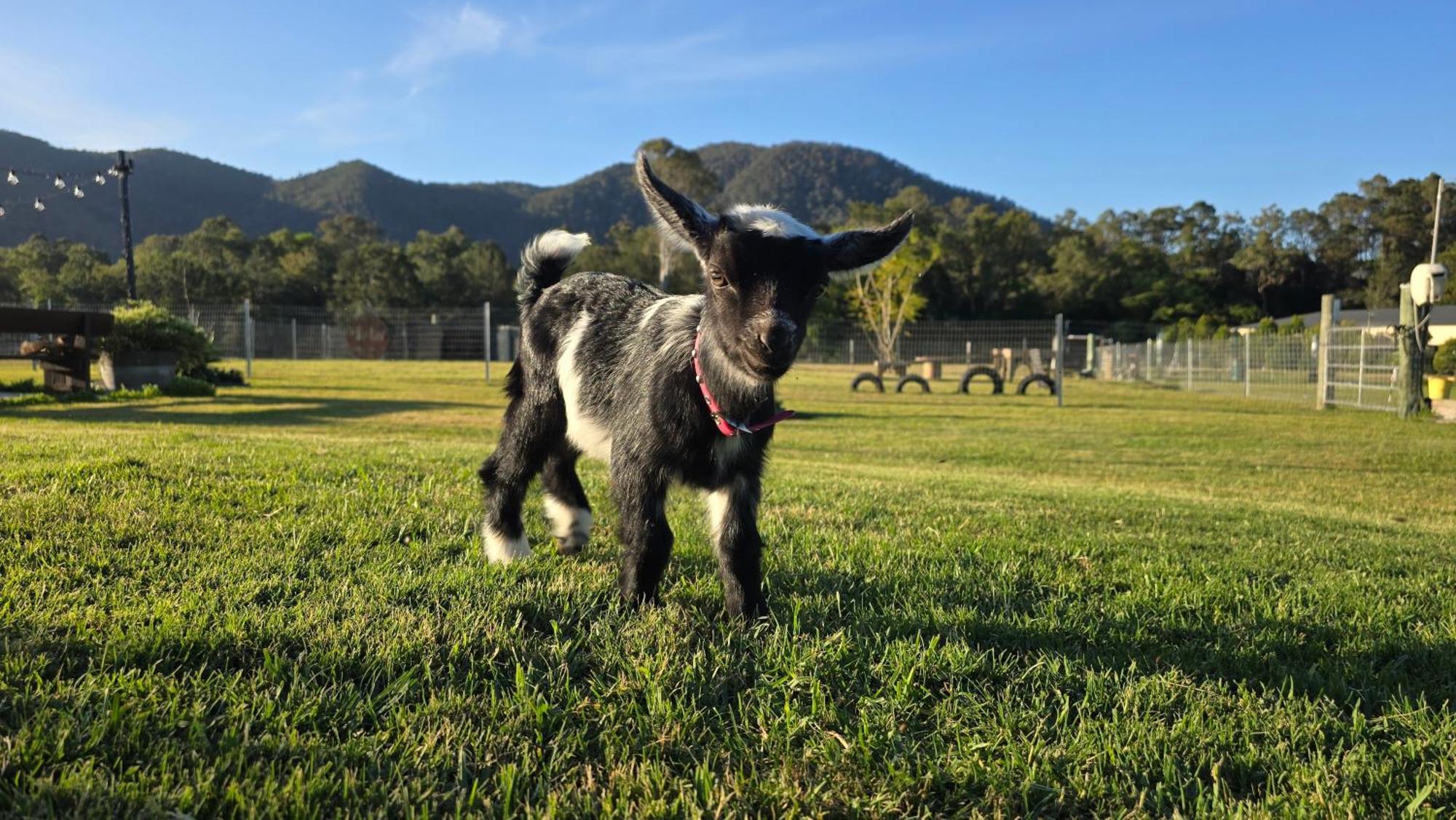 Fig Tree Farm Highvale-farmstay Near Brisbane! * Highvale