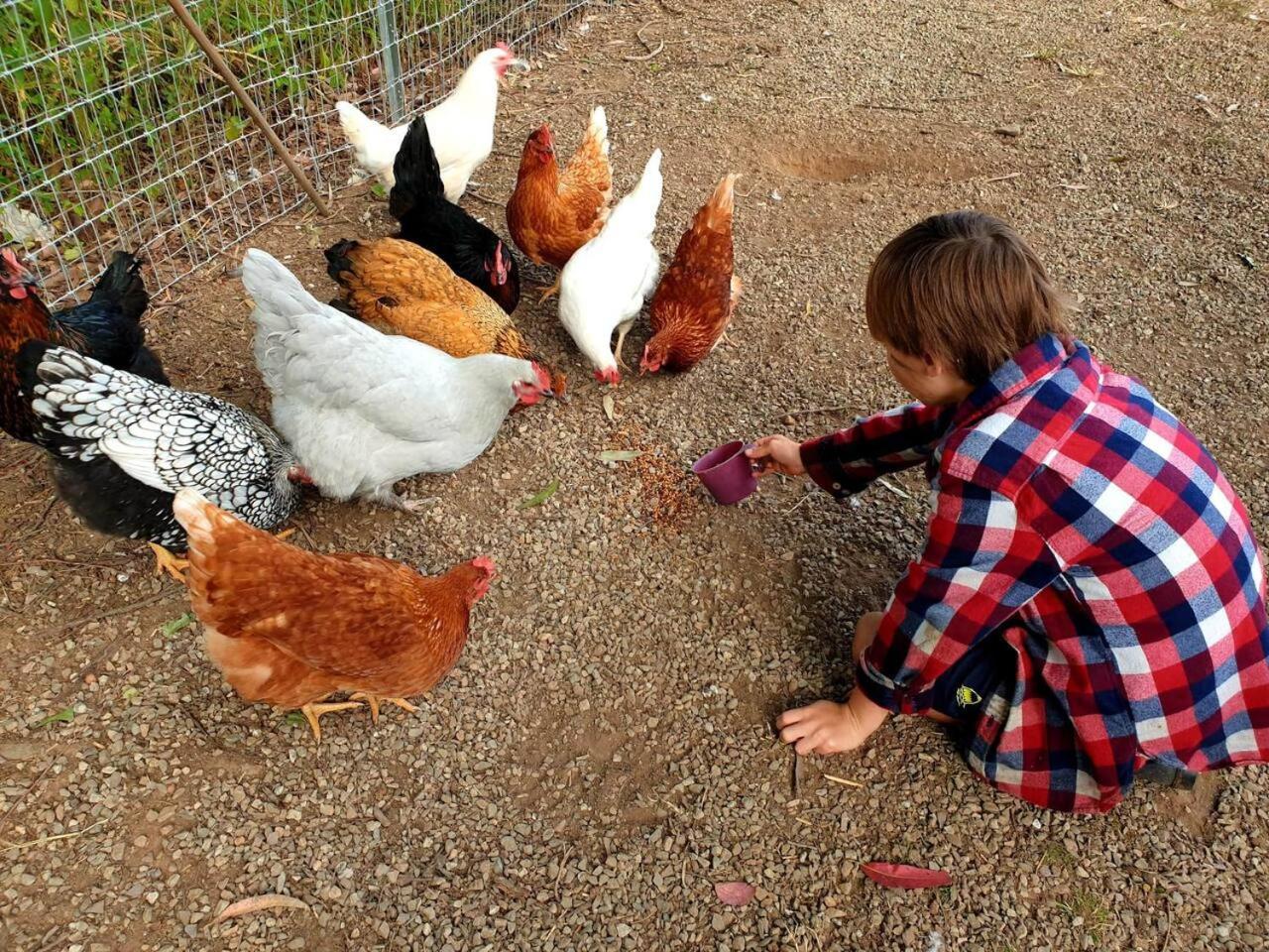 Fig Tree Farm Highvale-farmstay Near Brisbane! Farm stay *